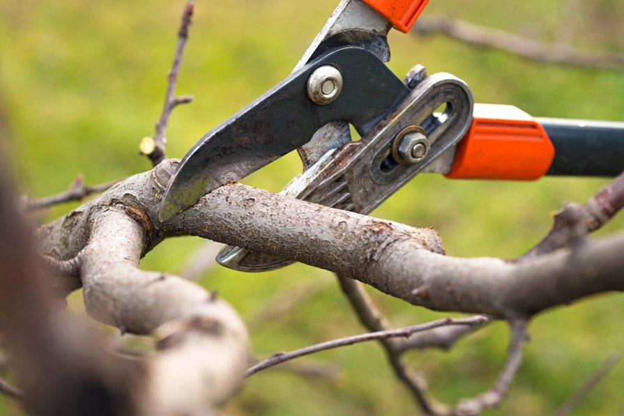 Déstockage -50 % - Sécateur d'arbre CI